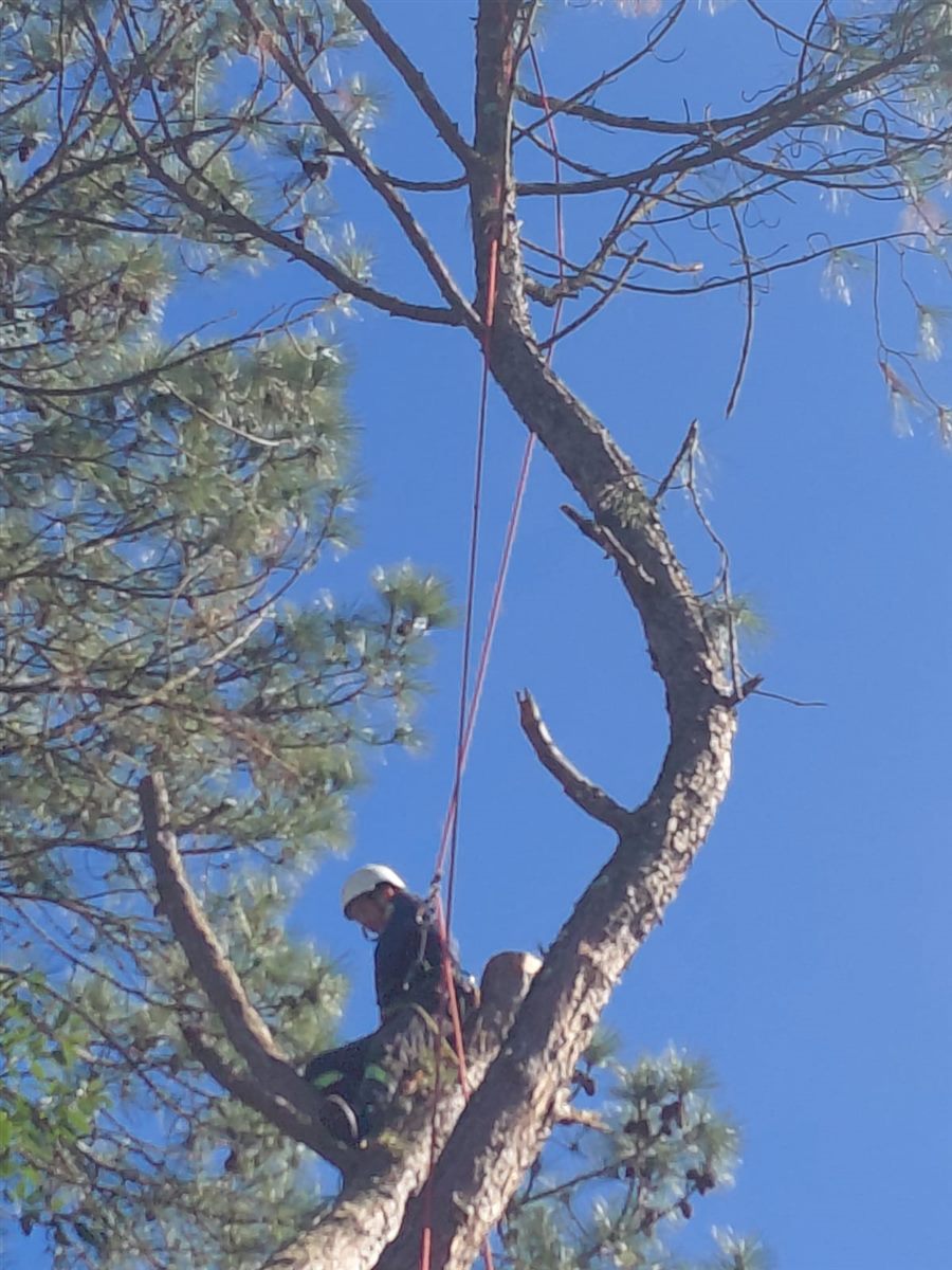 Arborista subindo no pinheiro com cordas