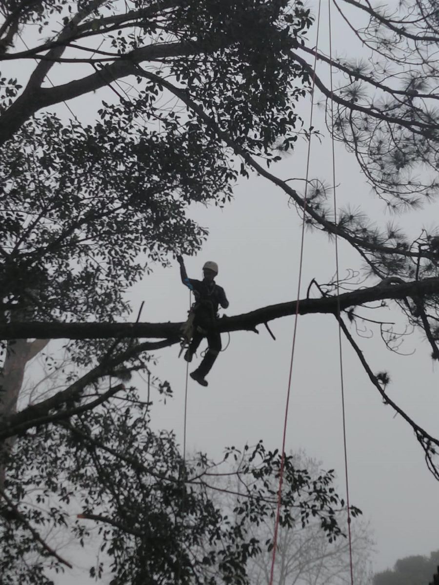 Arborista se deslocando pelo galho com cordas