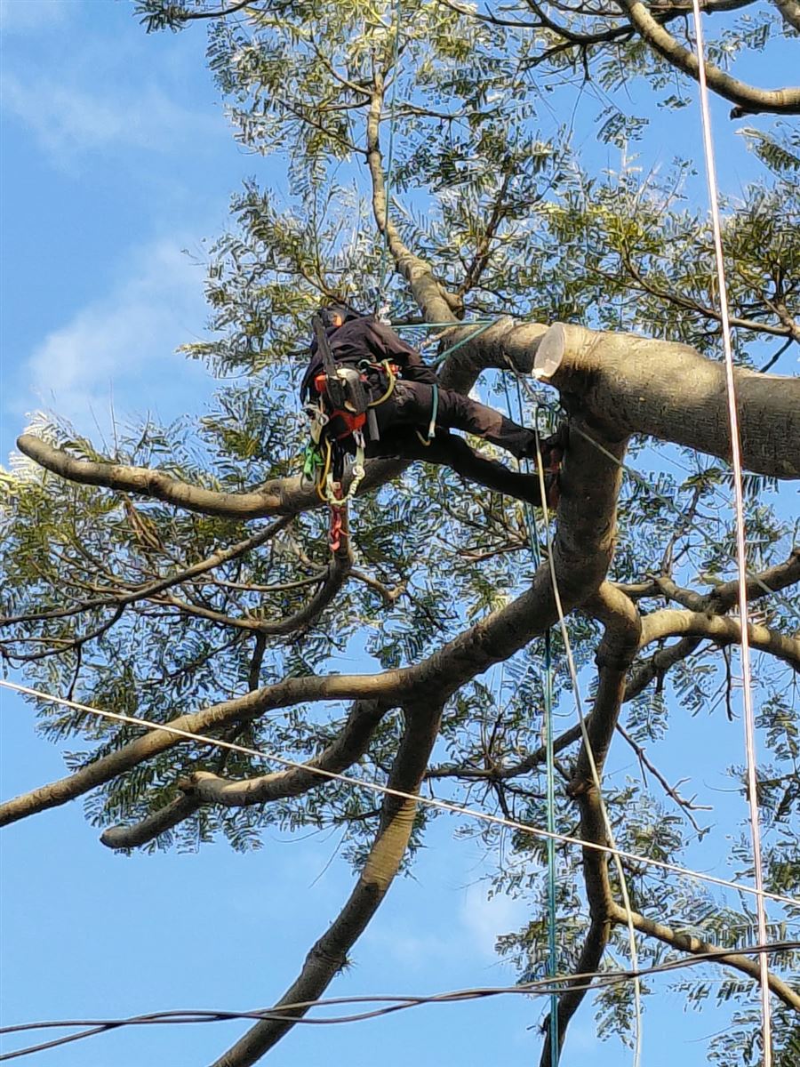 Arborista posicionado no galho durante a poda