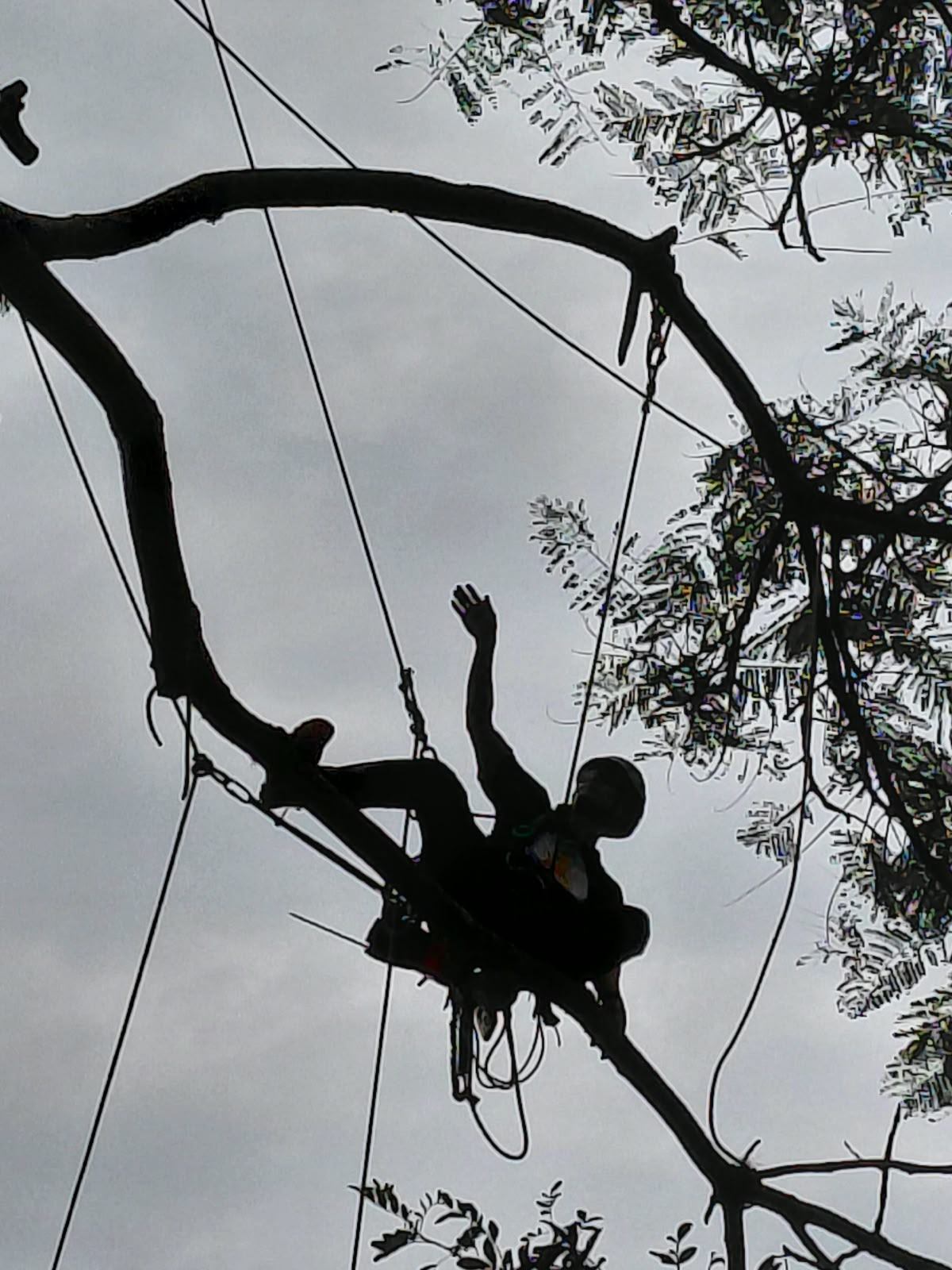 Poda por escalada técnica