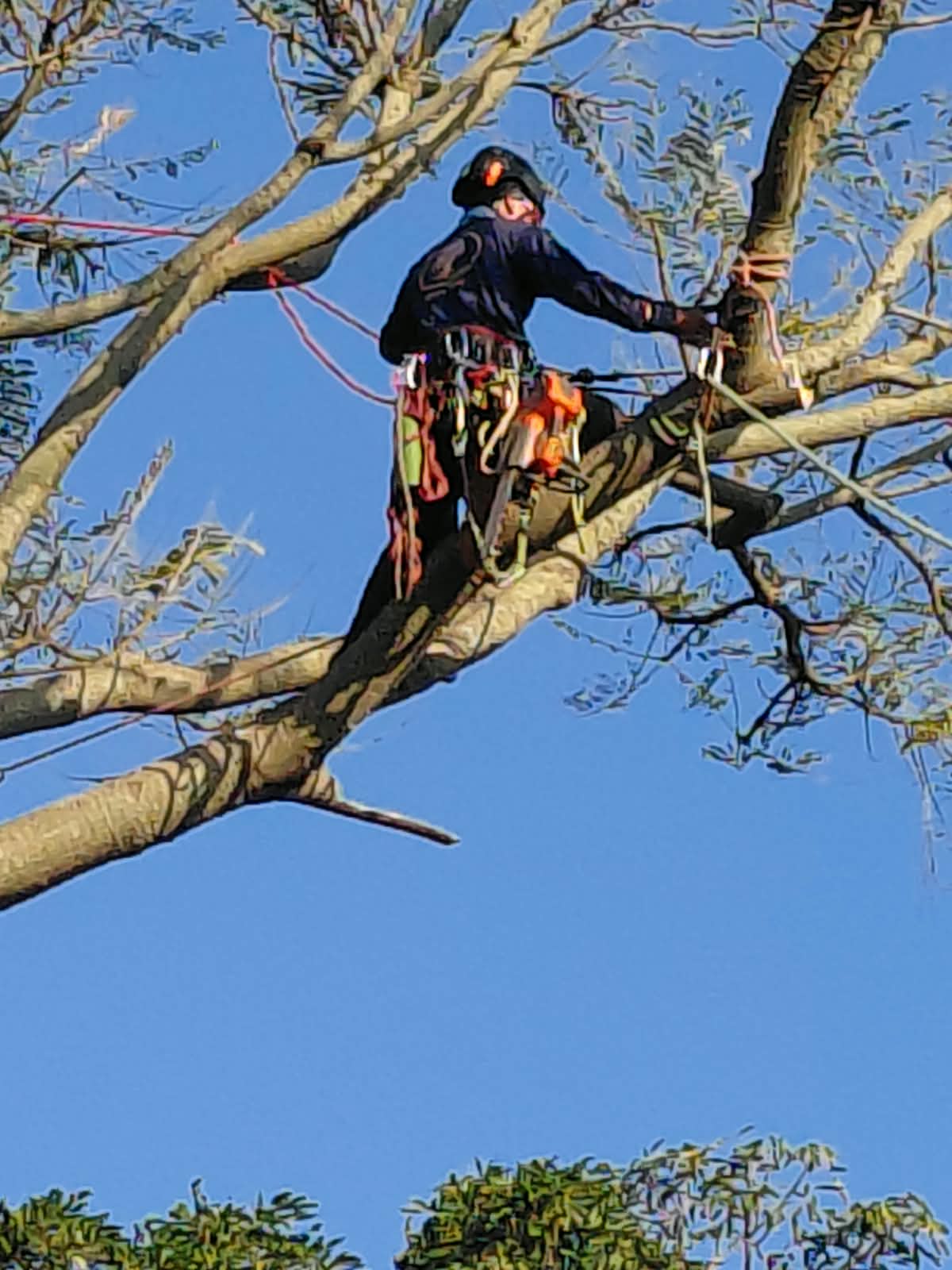Arborista na copa da árvore