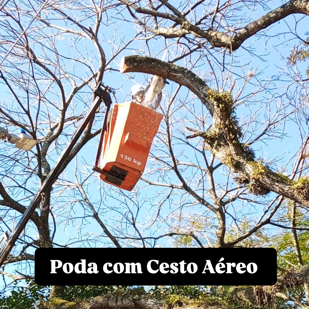 Poda Técnica em área urbana - Porto Alegre - RS