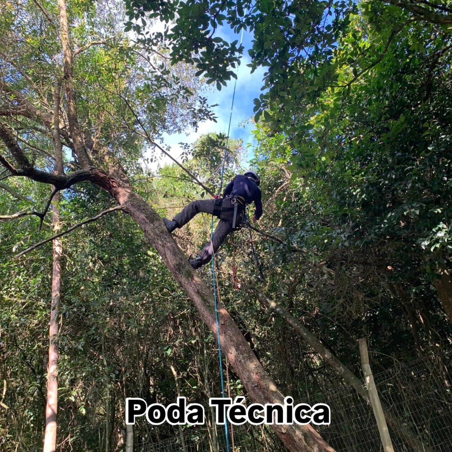 Poda Técnica em área urbana - Porto Alegre - RS