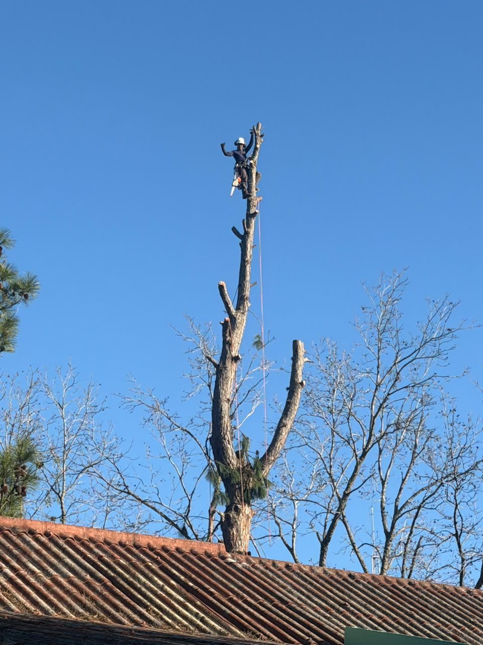 Poda em altura - Cliente: Sede Campestre GM (Gravataí-RS)